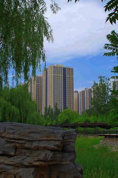 北京东一时区公园荷花