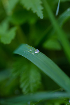 雨后挂水珠的小草和小花