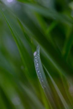 雨后挂水珠的小草和小花