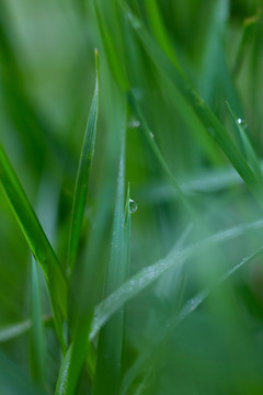 雨后挂水珠的小草和小花