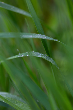 雨后挂水珠的小草和小花