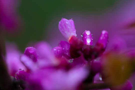 雨后的紫荆花