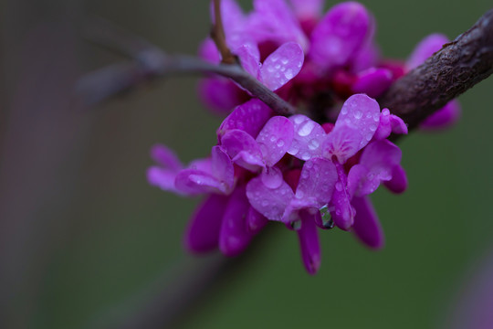 雨后的紫荆花
