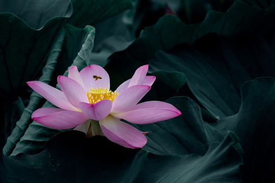 荷花