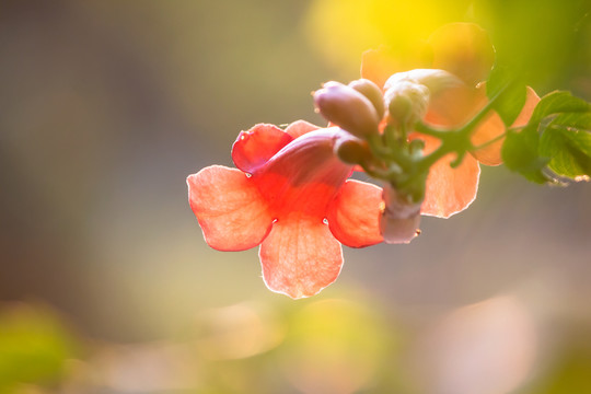 凌霄花