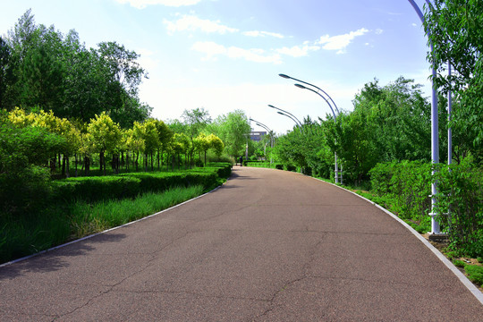 绿林道路