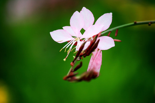 山桃草