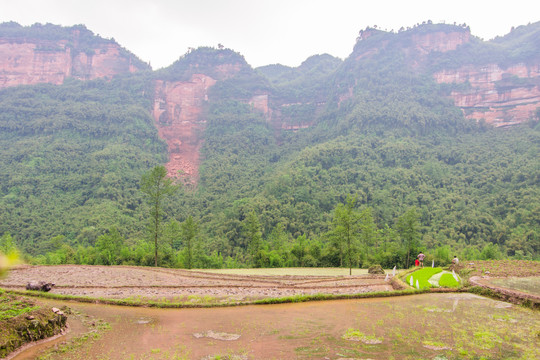 大山里的农田