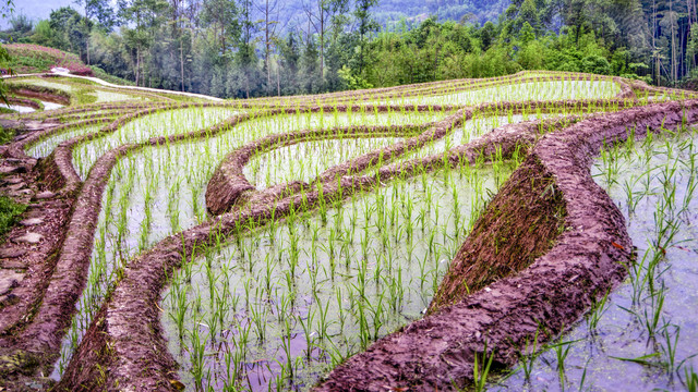 山区农田