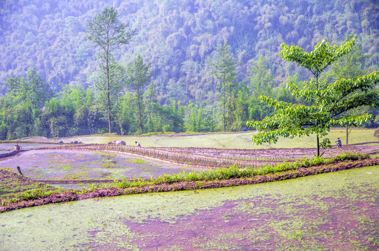 山里农田