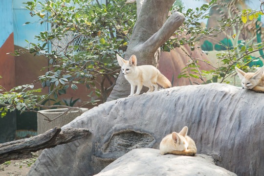 上海野生动物园里的耳廓狐