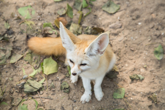 上海野生动物园里的耳廓狐