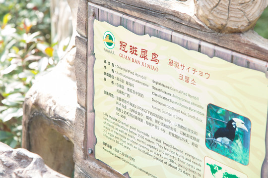 野生动物园里的冠斑犀鸟