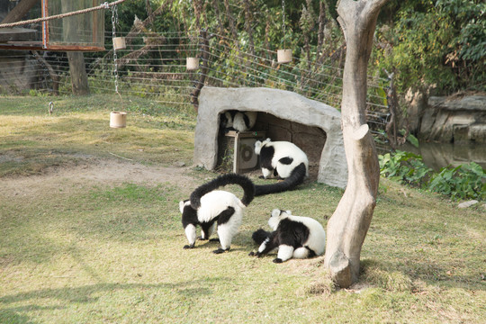 上海野生动物园里的黑白领狐猴