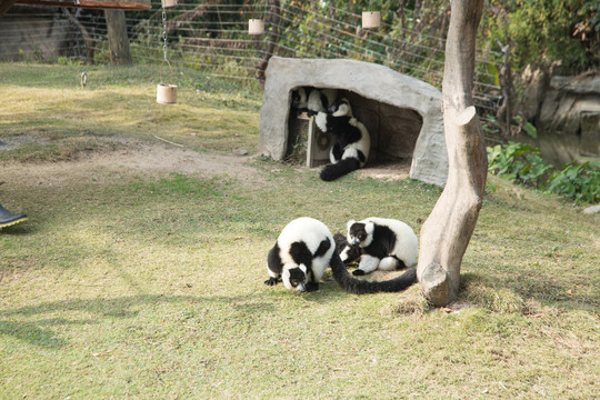 上海野生动物园里的黑白领狐猴