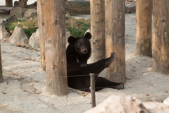 上海野生动物园里的黑熊