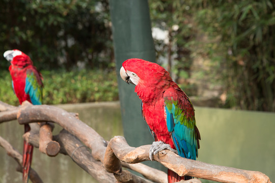 上海野生动物园里的红绿金刚鹦鹉