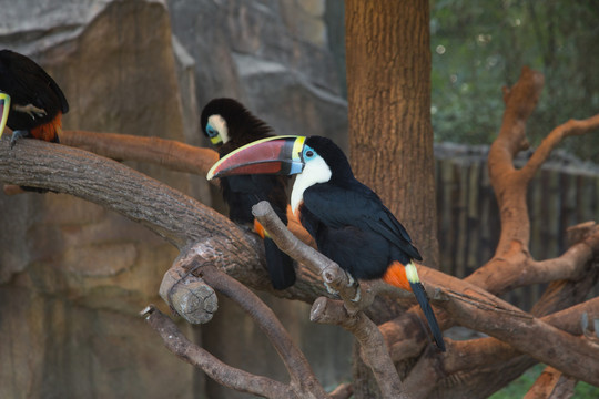 上海野生动物园里的红嘴巨嘴鸟
