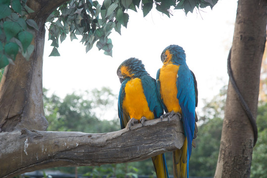 上海野生动物园里的蓝黄金刚鹦鹉