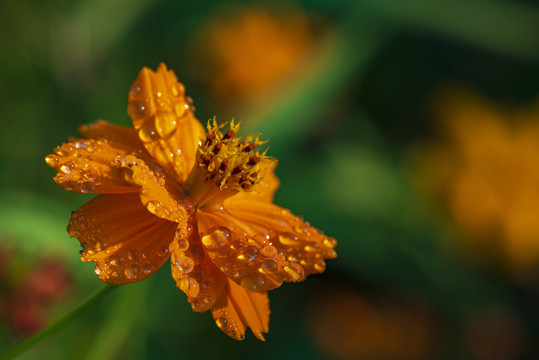 百日菊