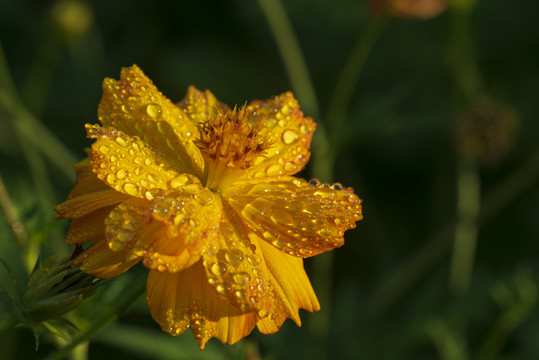 百日菊