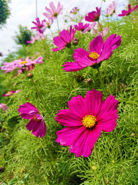 格桑花海