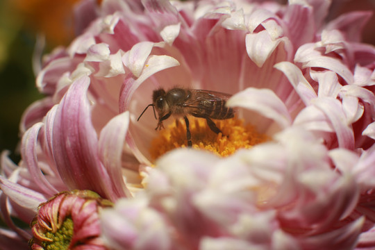 蜜蜂采蜜