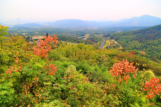 牛首山秋景