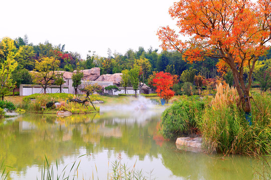 牛首山湿地红枫