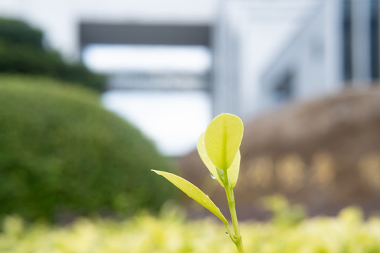 雨后的绿叶