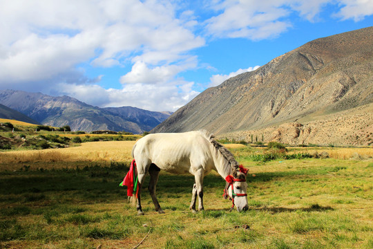 西藏八宿青稞牧场