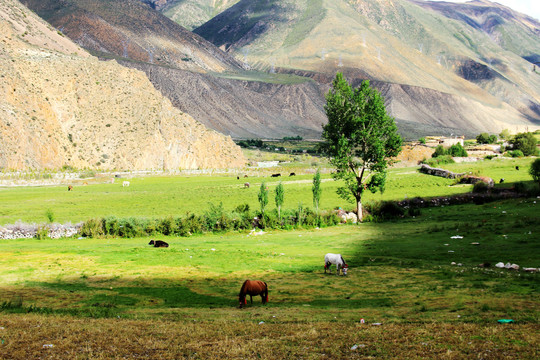 西藏八宿怒江峡谷青稞牧马