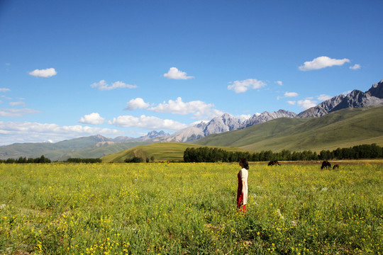 西藏昌都草原