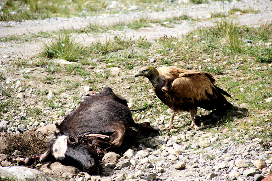 西藏秃鹫猎食牦牛
