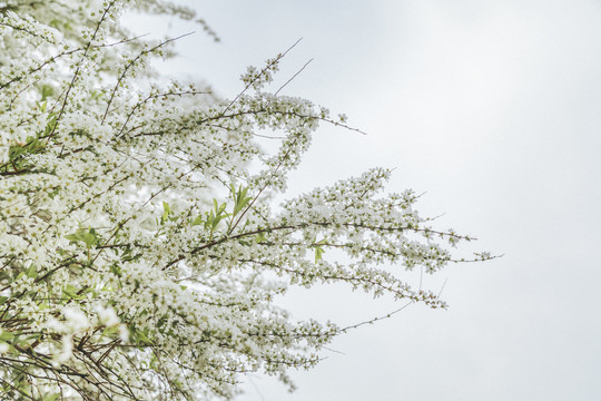 春天绽放的白色珍珠绣线菊