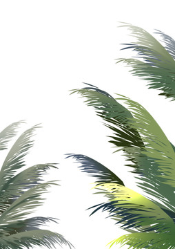 热带植物棕榈叶夏天夏日素材