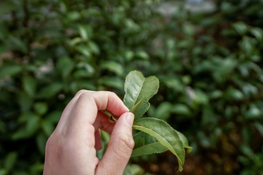 采茶特写