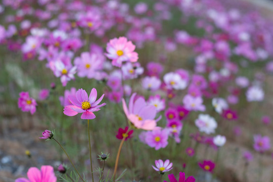 格桑花