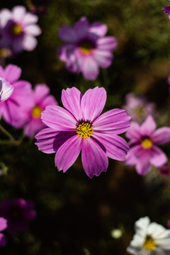 格桑花