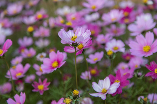 格桑花