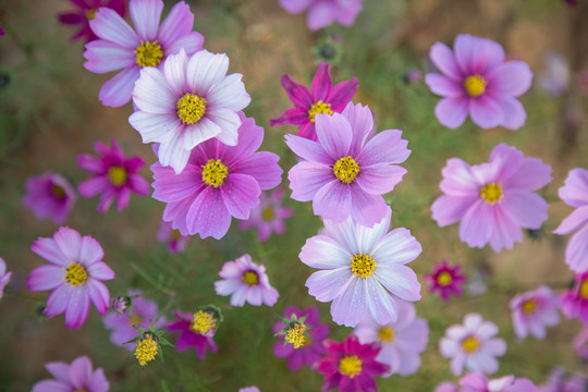 格桑花