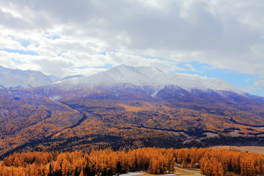 雪山松林