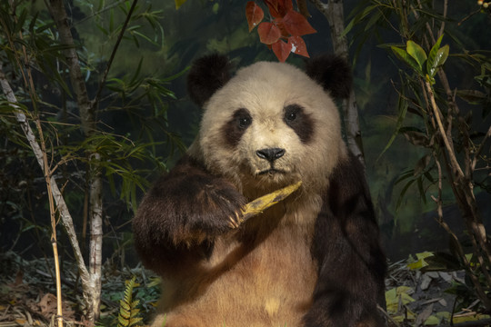 吃竹子的大熊猫