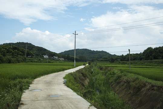 水稻种植基础
