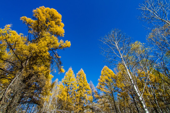 秋季蓝天白桦林