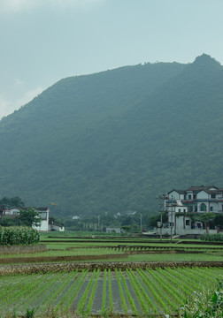 万峰林的田野