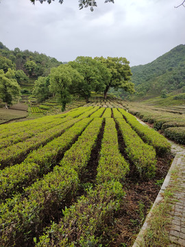 梅家坞茶园