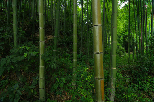 竹林素材竹林背景