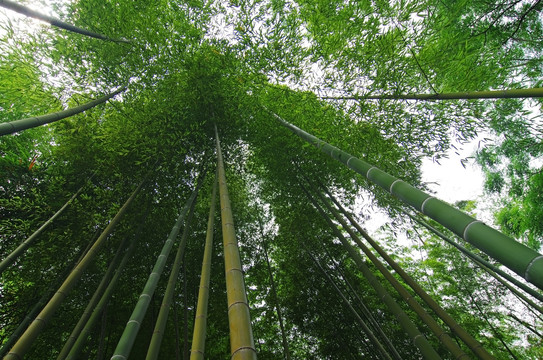 竹林素材