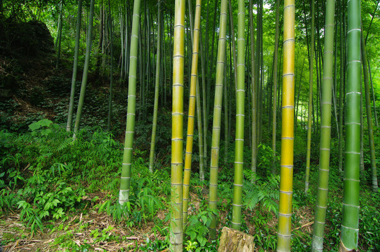 阳光竹林